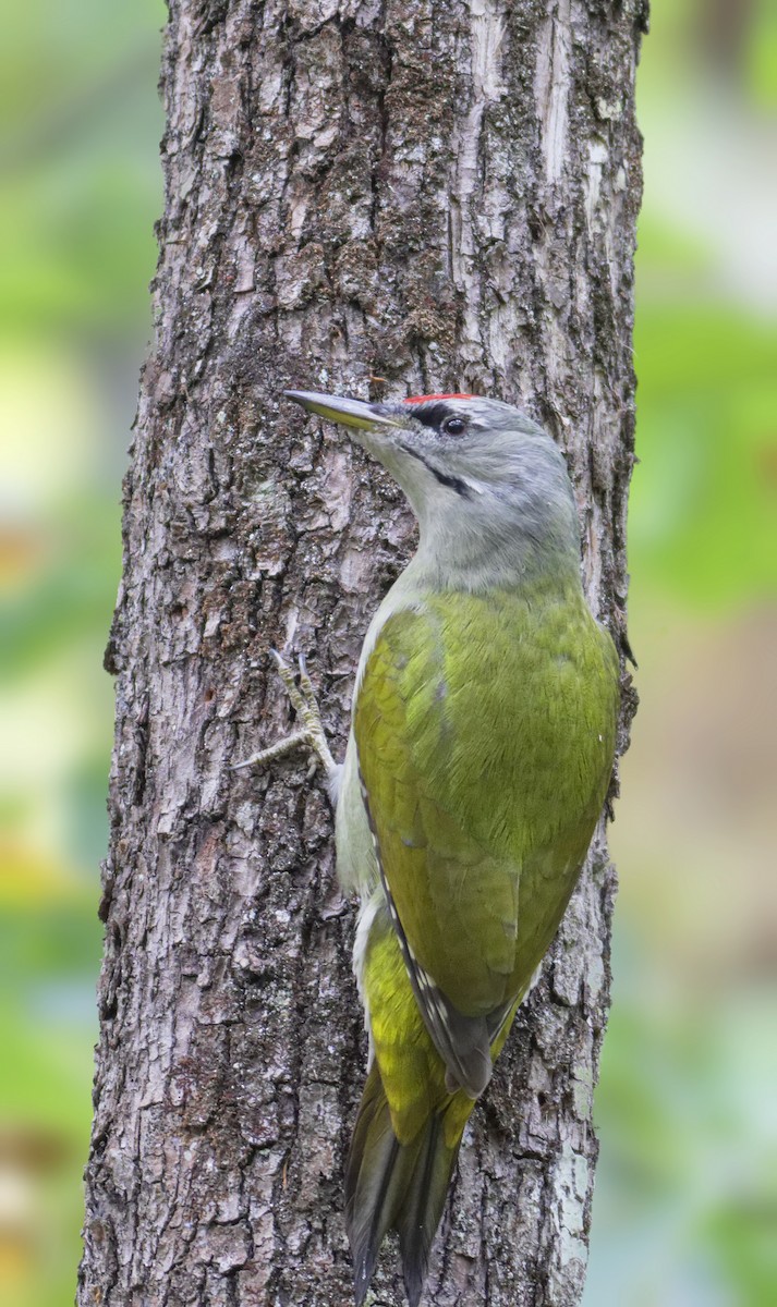 Gray-headed Woodpecker - ML399720911