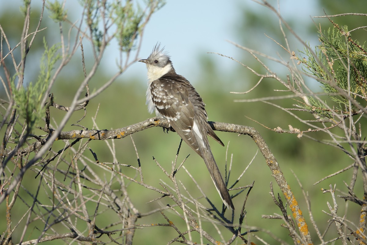 Great Spotted Cuckoo - ML399723291