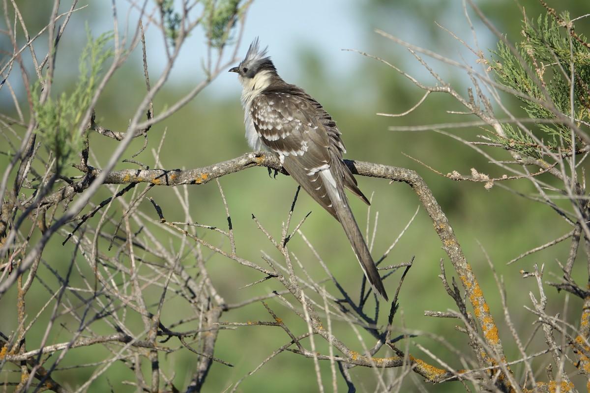 Great Spotted Cuckoo - ML399723351