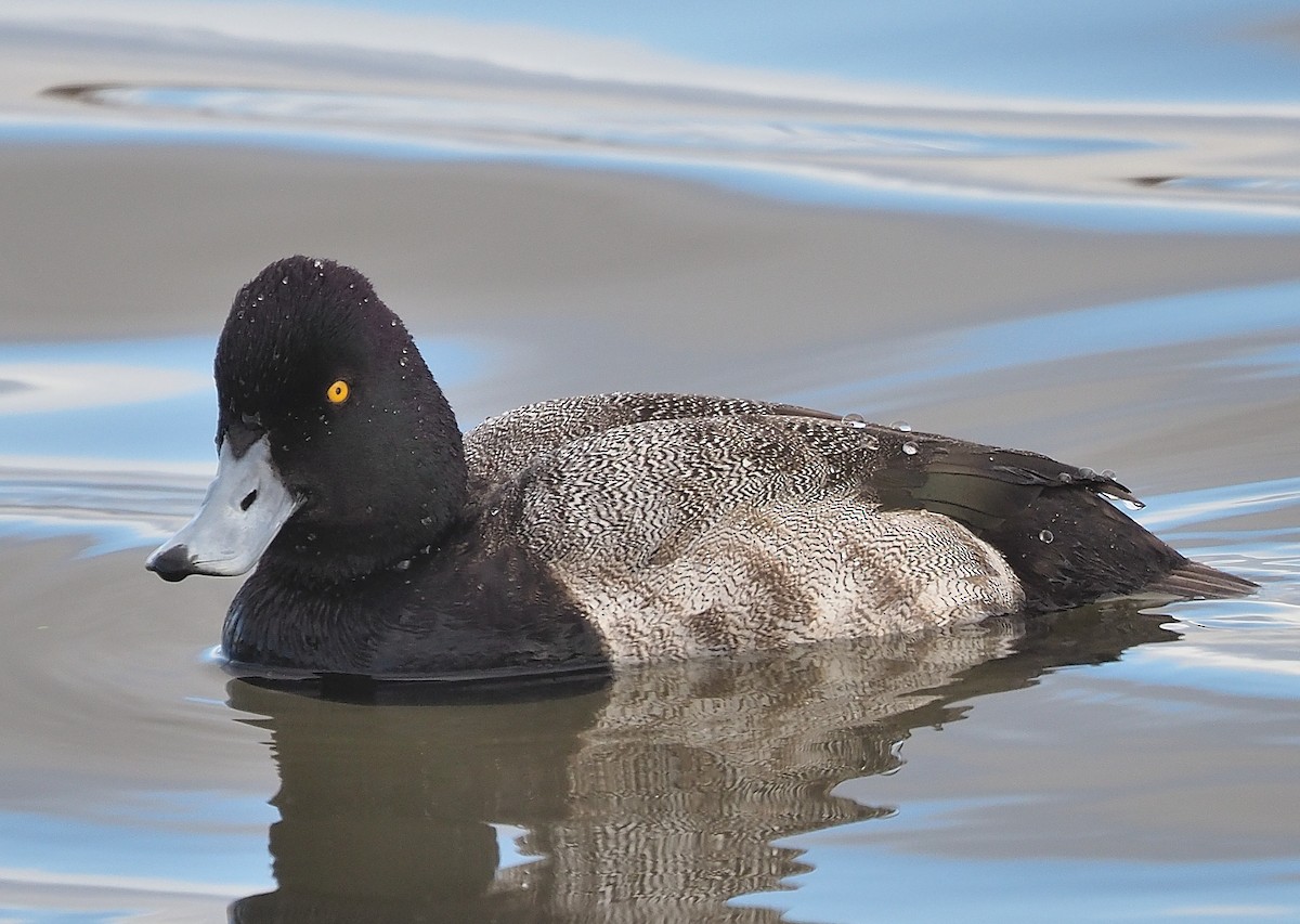 Greater/Lesser Scaup - ML399726031
