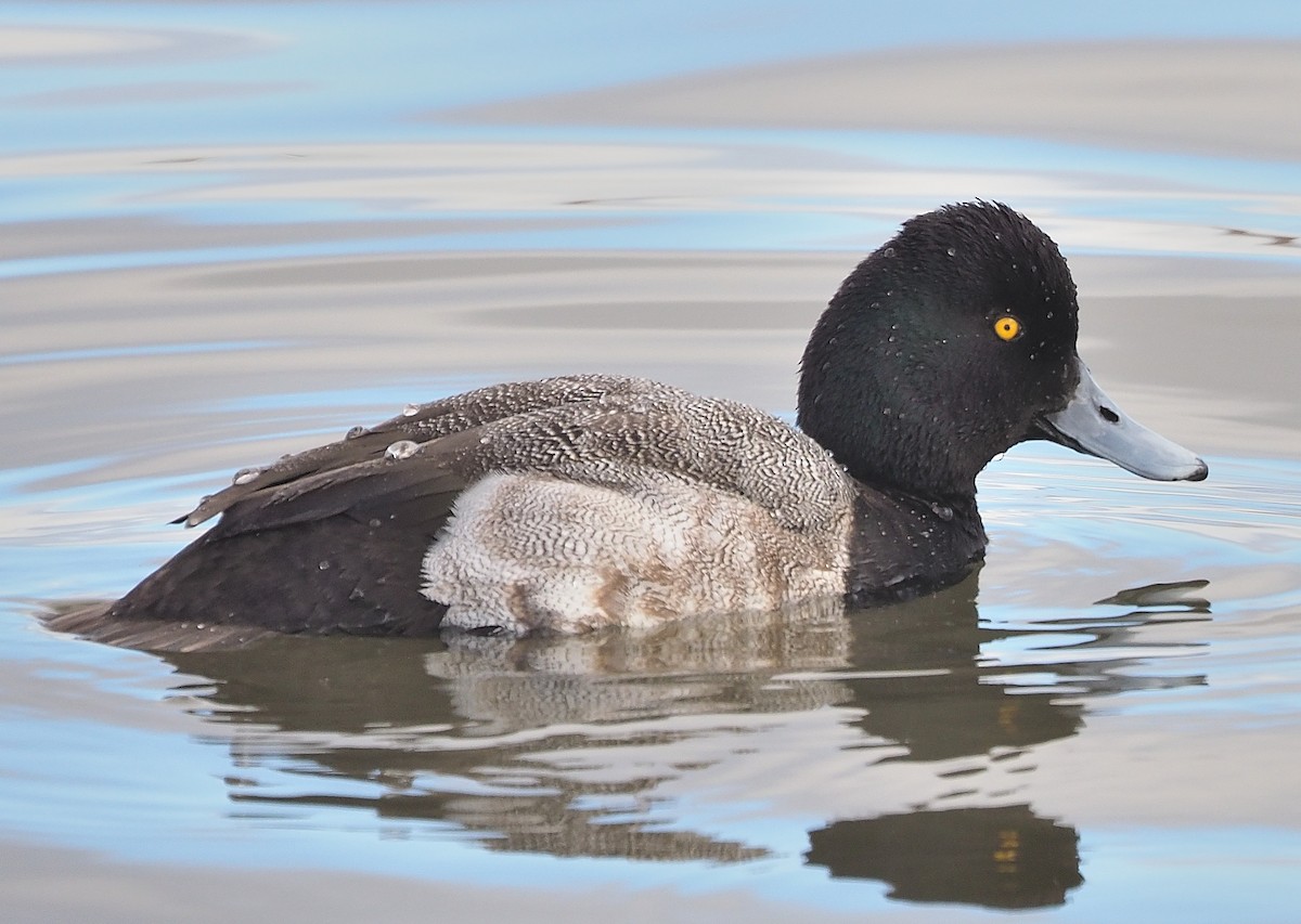 Greater/Lesser Scaup - ML399726051