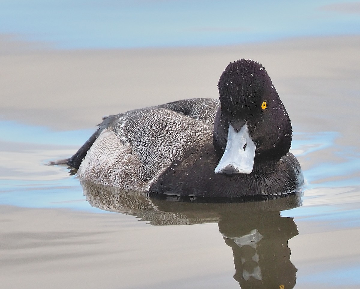 Greater/Lesser Scaup - ML399726061