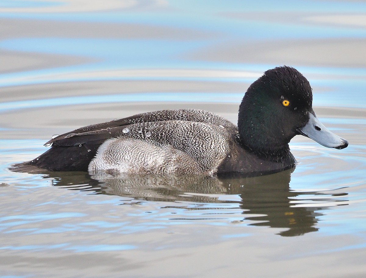 Greater/Lesser Scaup - ML399726071
