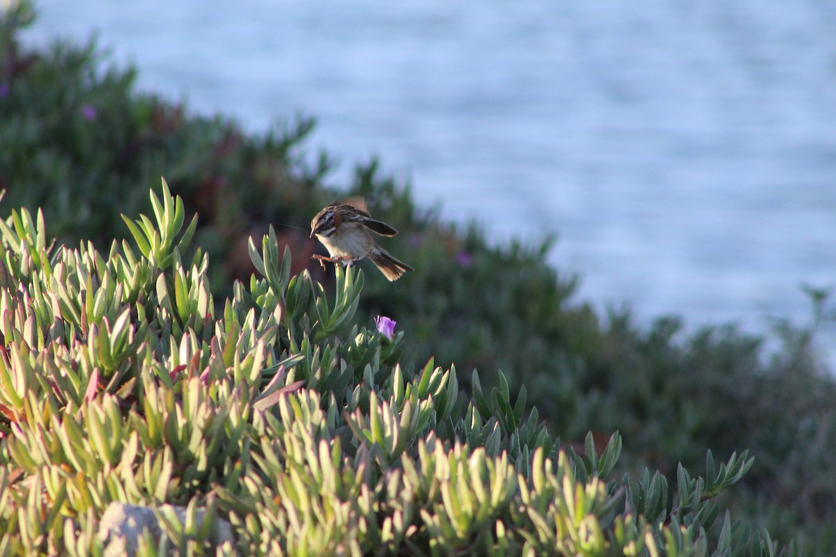 Rufous-collared Sparrow - ML399731621