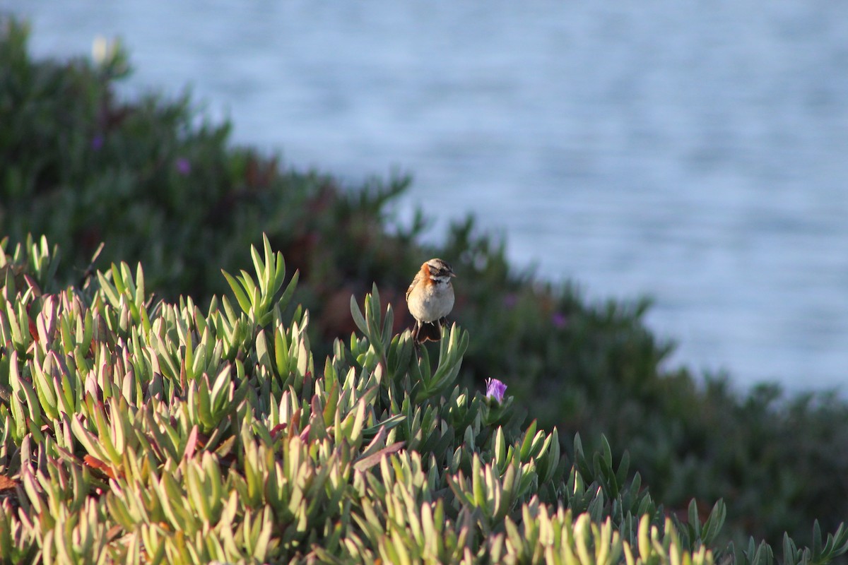 Rufous-collared Sparrow - ML399731631