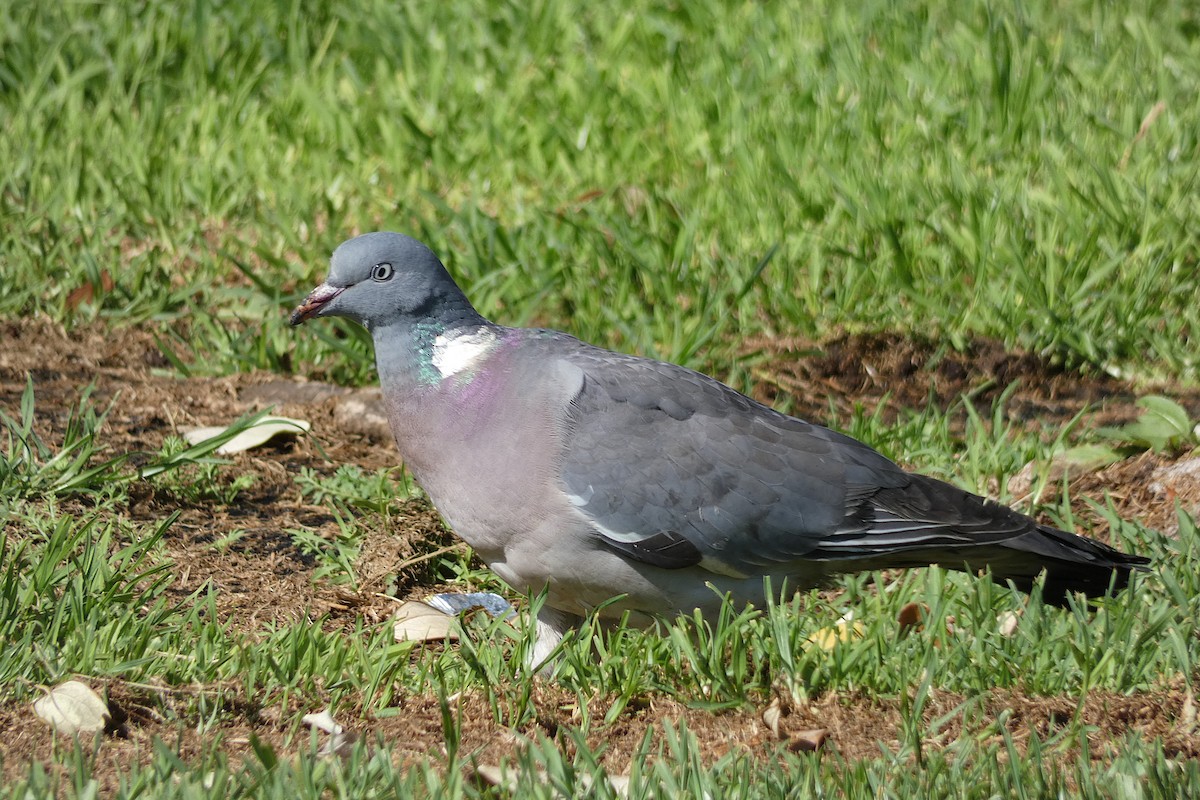 Common Wood-Pigeon - ML399736281
