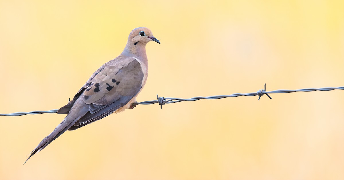 Mourning Dove - Connor Bowhay