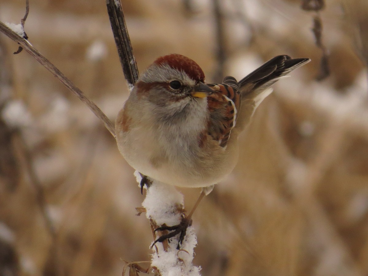 American Tree Sparrow - ML399740381