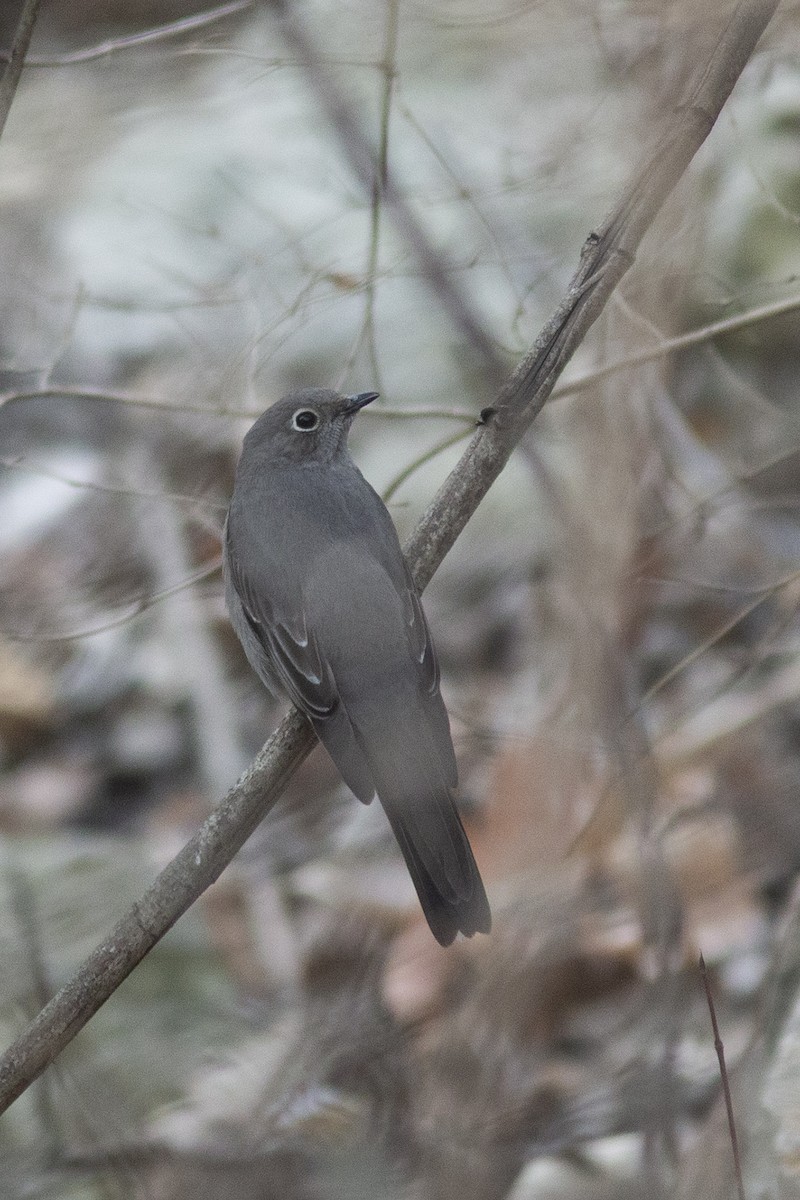 Townsend's Solitaire - ML399742081
