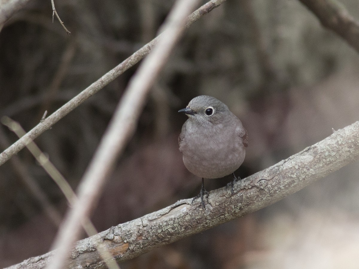 Townsend's Solitaire - ML399742121