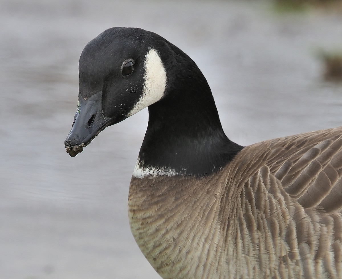Cackling Goose (Aleutian) - Aidan Brubaker