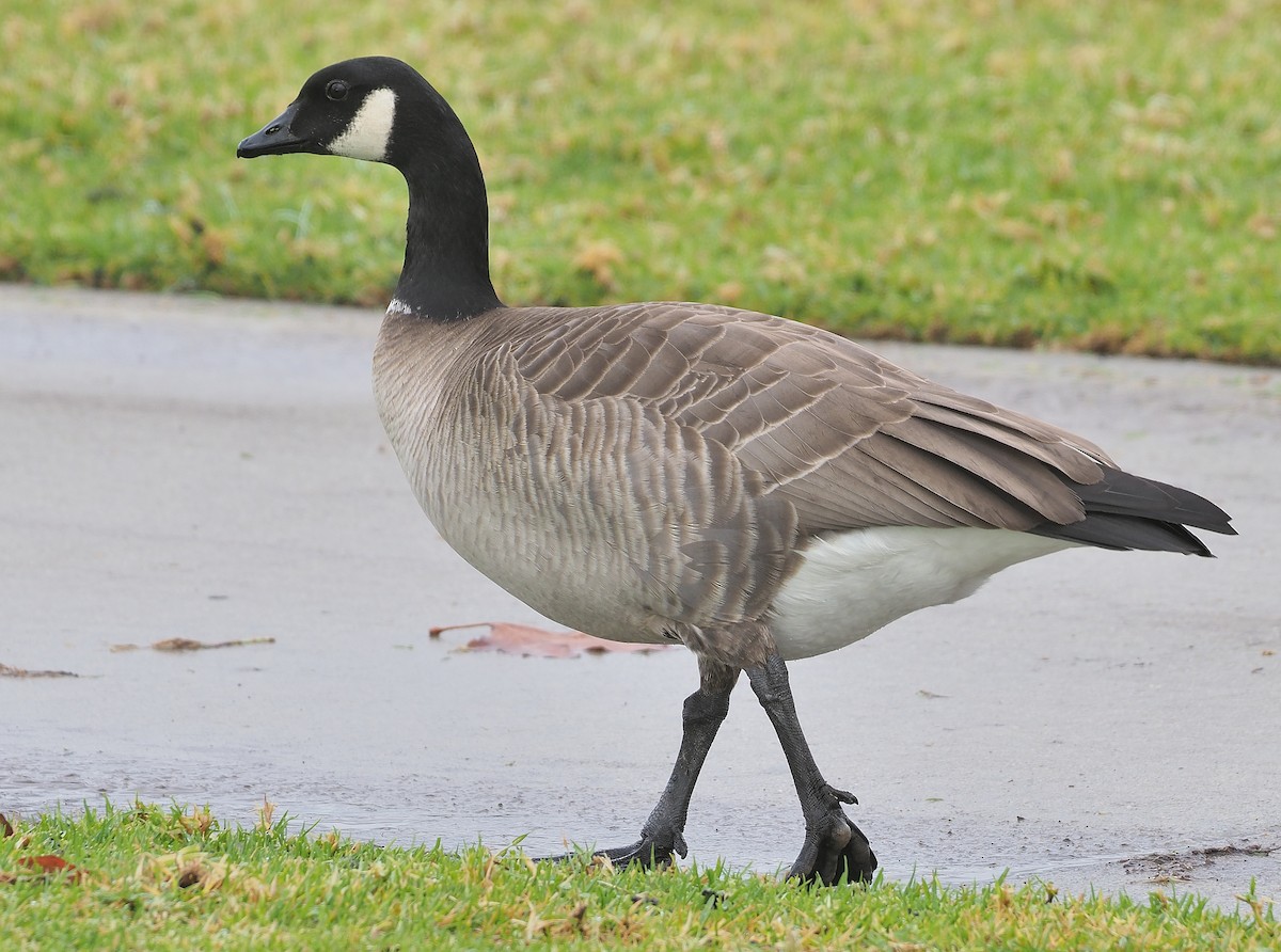 Cackling Goose (Aleutian) - ML399743281