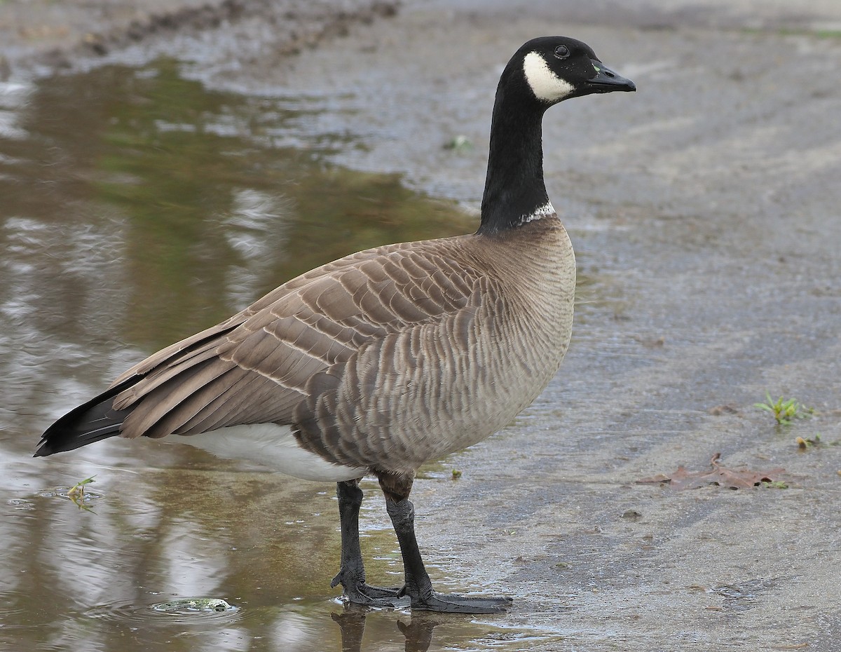 Cackling Goose (Aleutian) - ML399743301