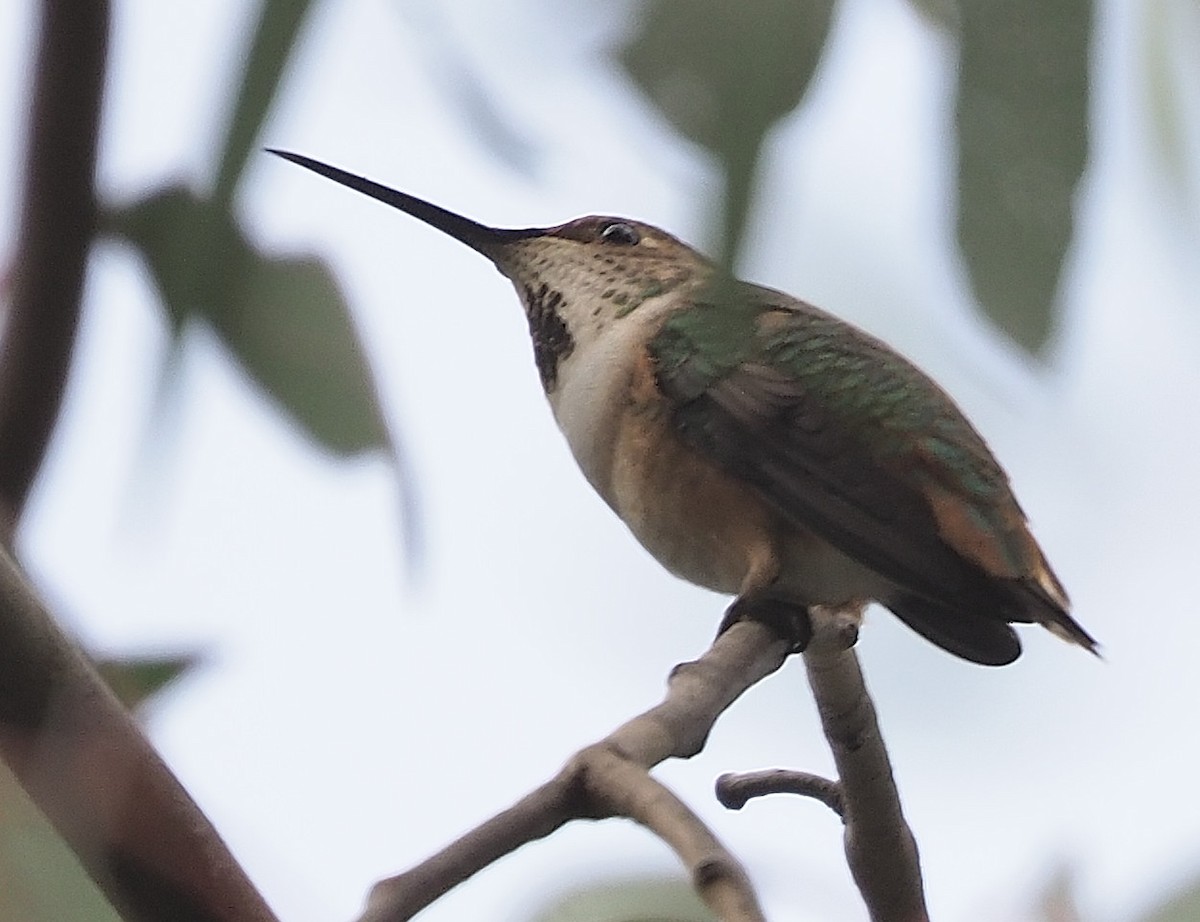 Allen's Hummingbird - Aidan Brubaker