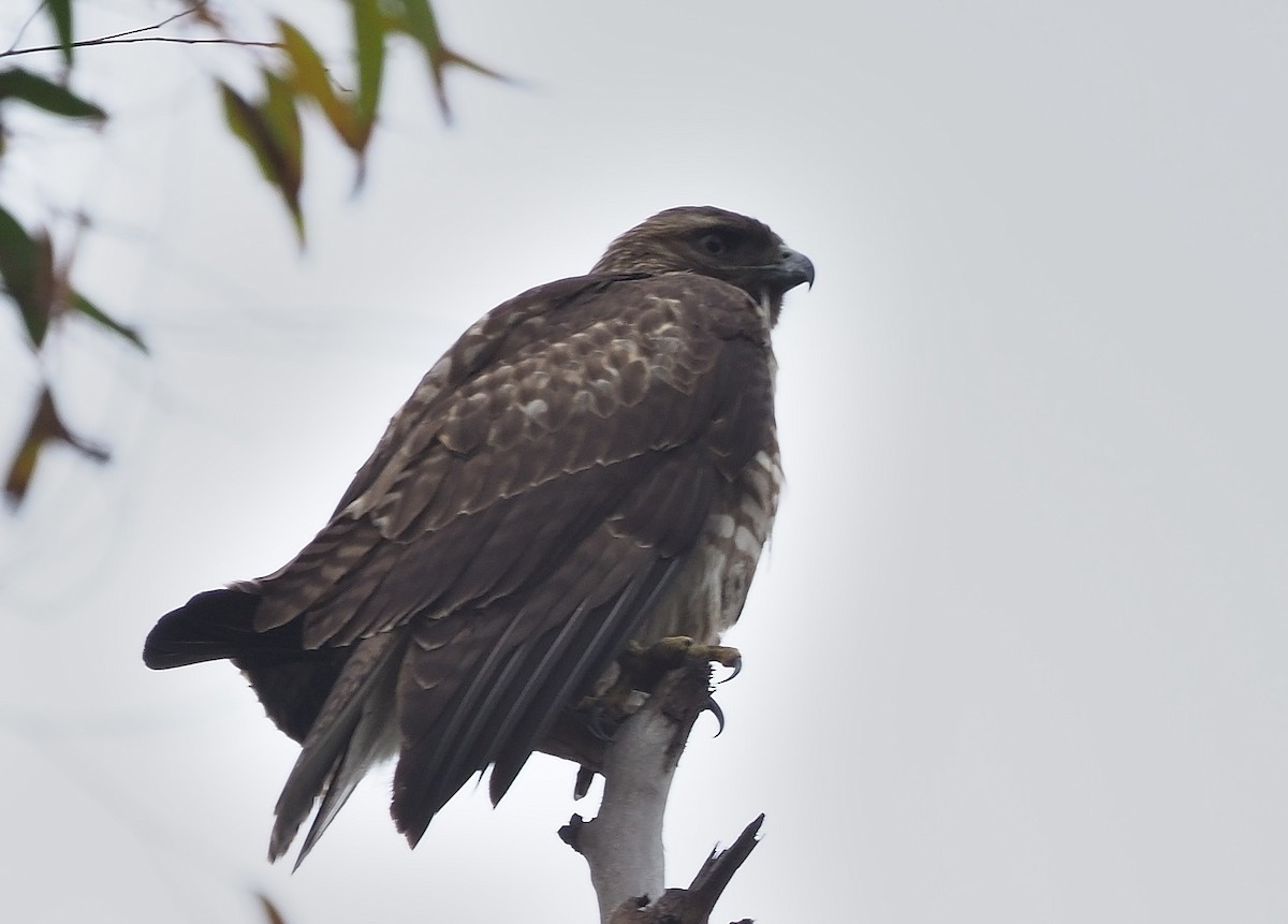 Red-tailed Hawk (calurus/alascensis) - Aidan Brubaker