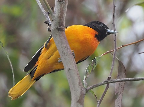 Baltimore Oriole - eBird