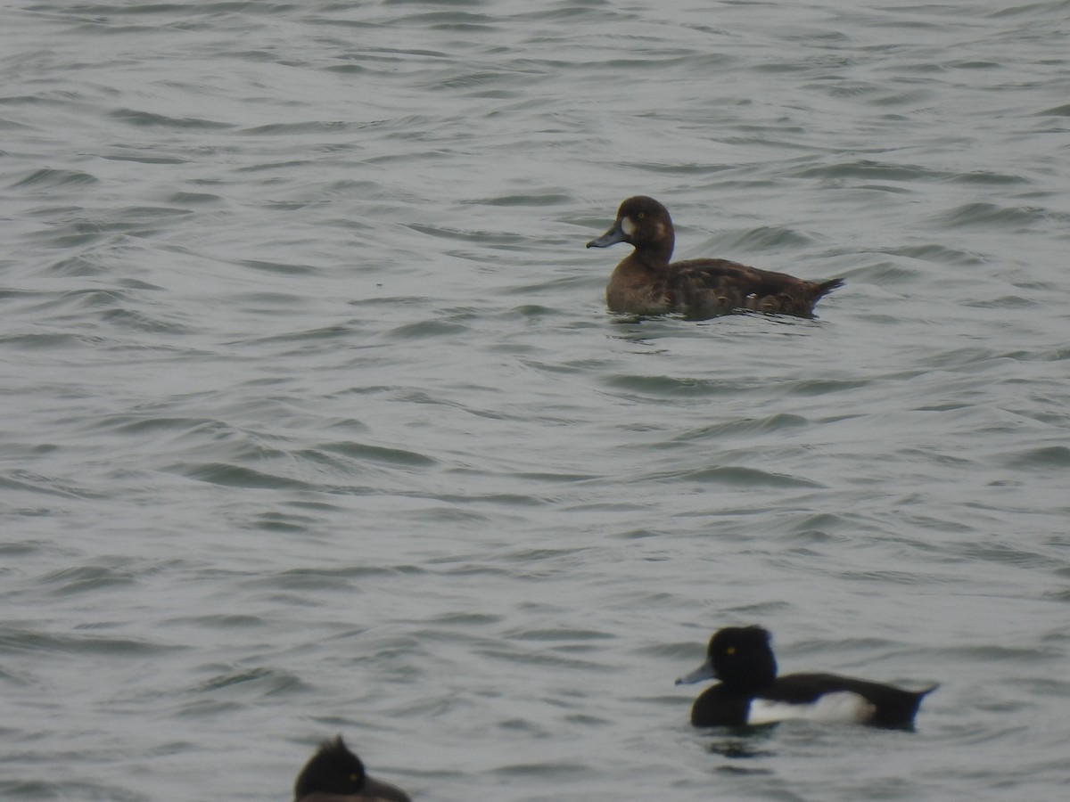 Greater Scaup - ML399745411