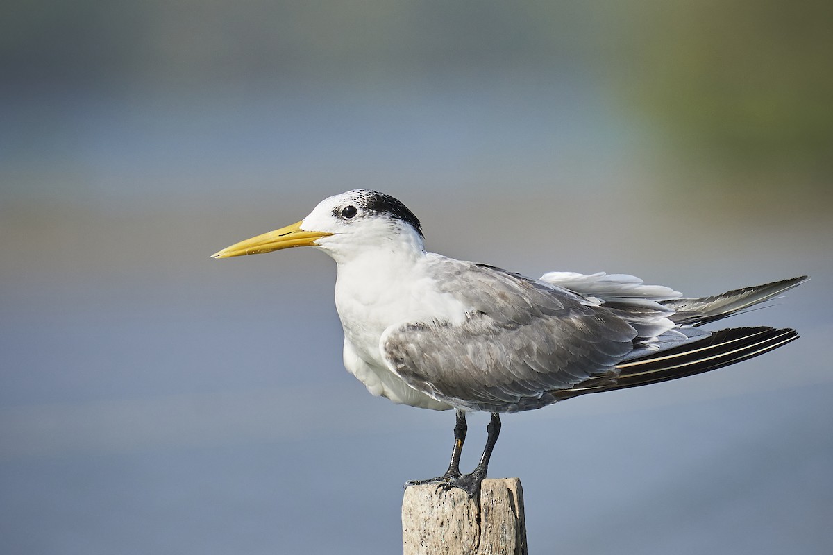 Great Crested Tern - ML399748861