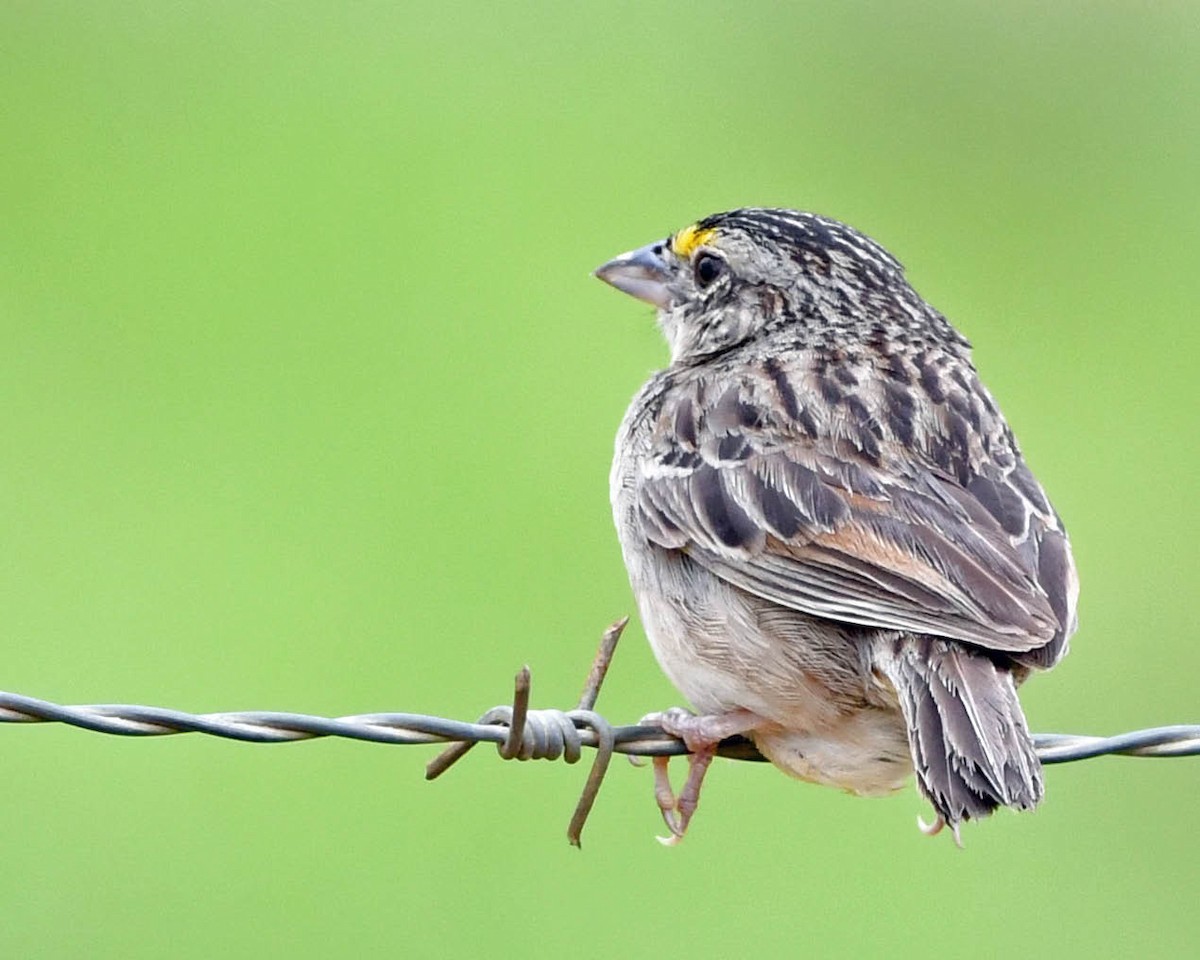 Grassland Sparrow - ML399753871