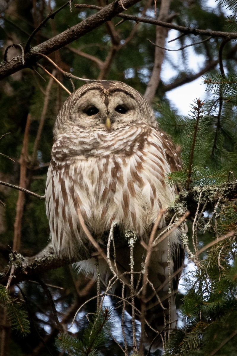 Barred Owl - Davin MacAskill