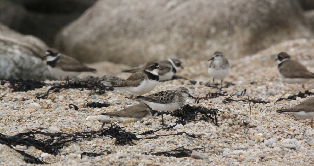 Semipalmated Plover - ML399757271