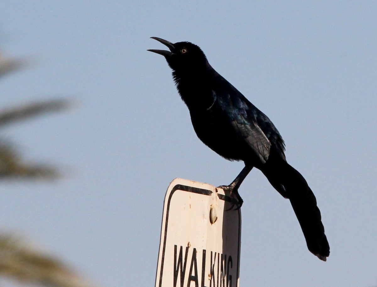 Great-tailed Grackle - Daniel S.