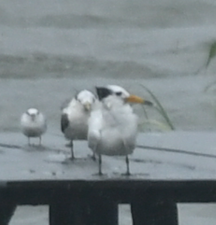 Chinese Crested Tern - ML399773321