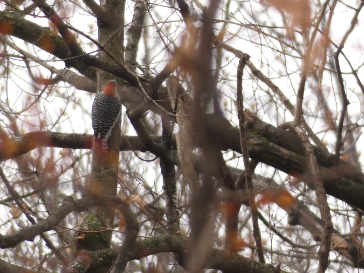 Red-bellied Woodpecker - ML399774631