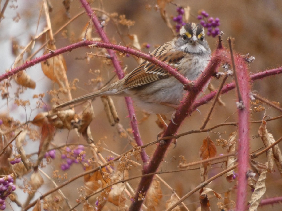White-throated Sparrow - ML399775581