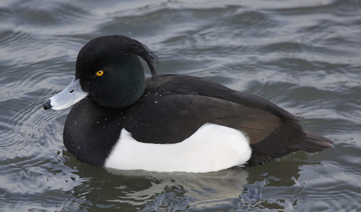 Tufted Duck - ML399785151