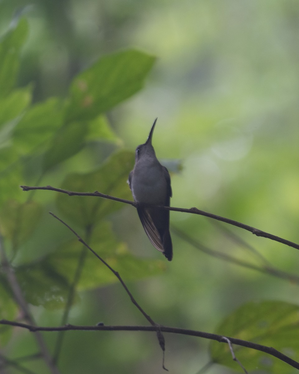 Wedge-tailed Sabrewing (Long-tailed) - ML399788311