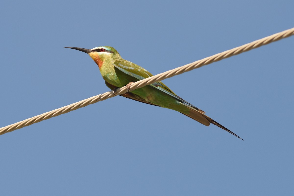 Blue-cheeked Bee-eater - Adrian Skerrett