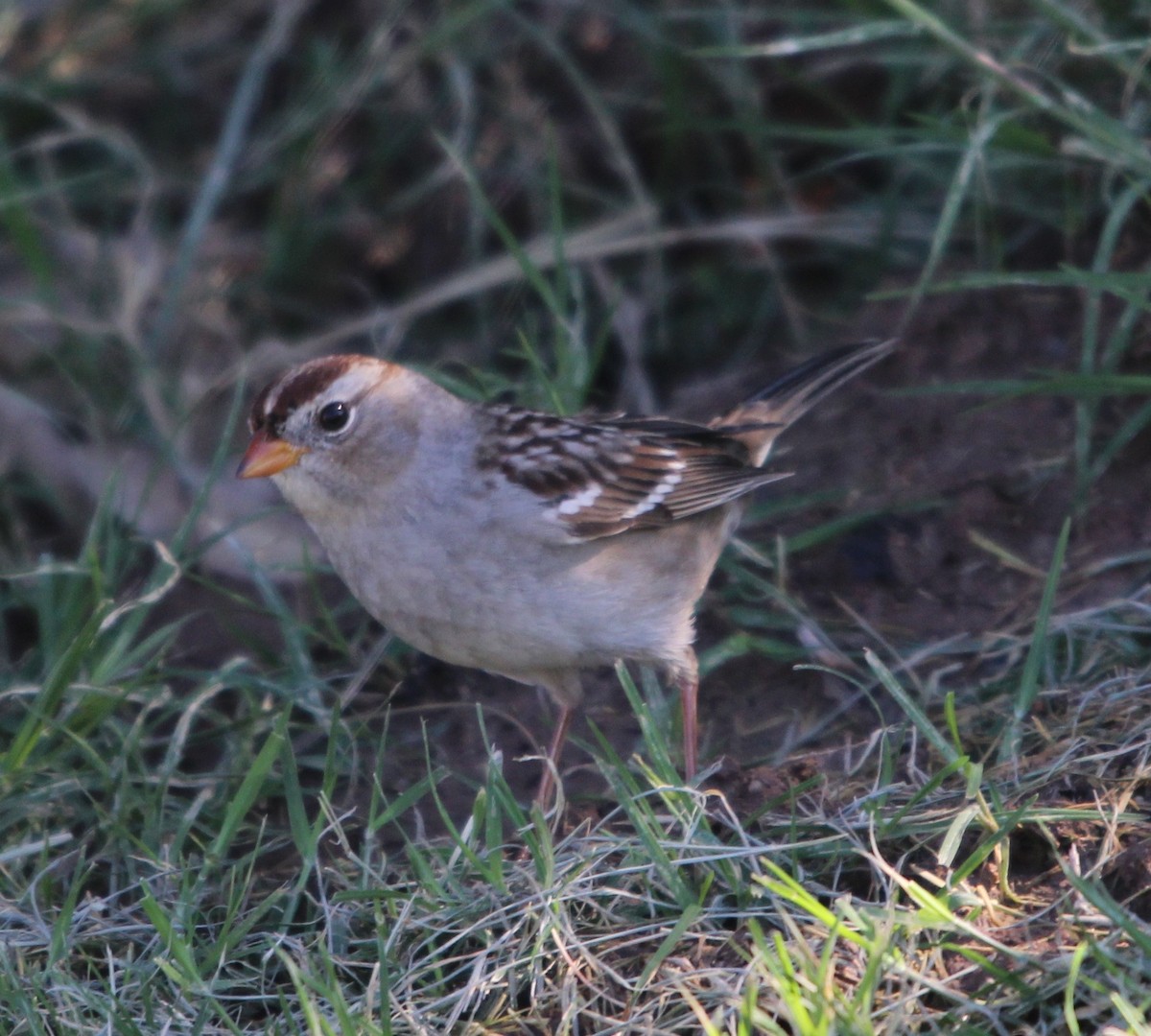 White-crowned Sparrow (Gambel's) - ML39979681