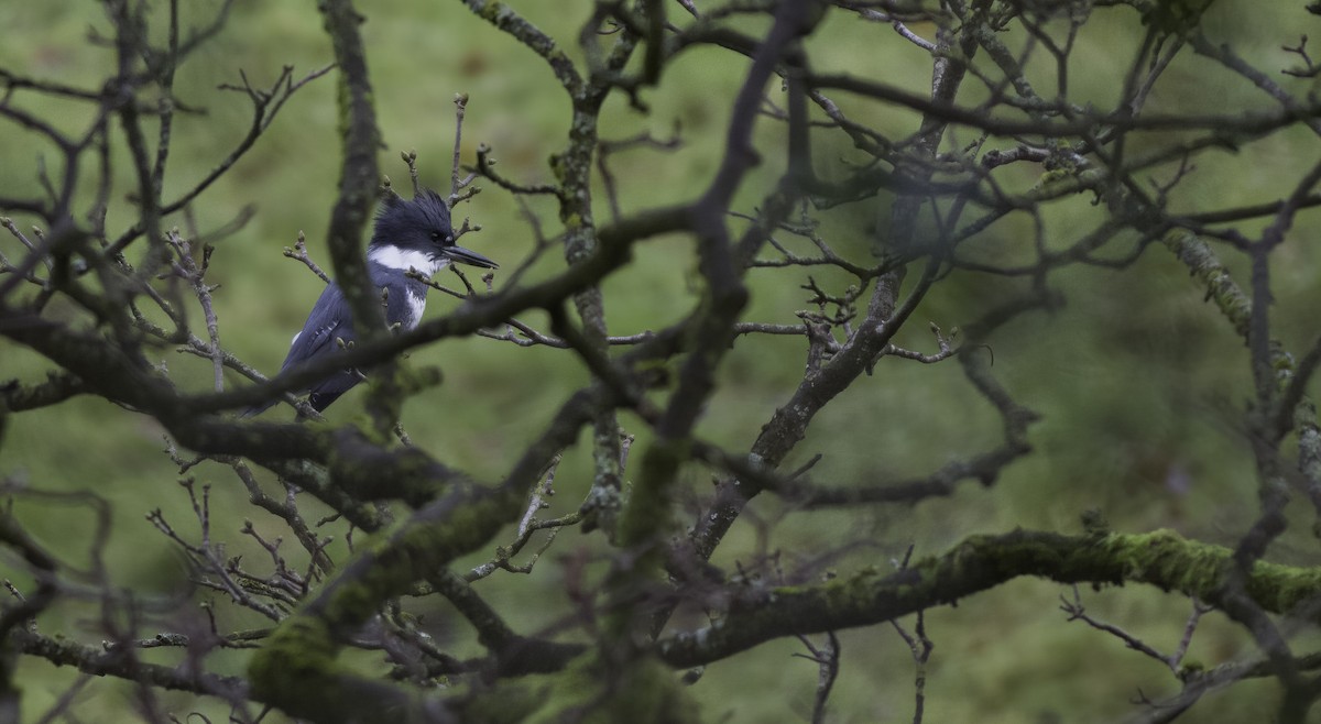Belted Kingfisher - ML399797751