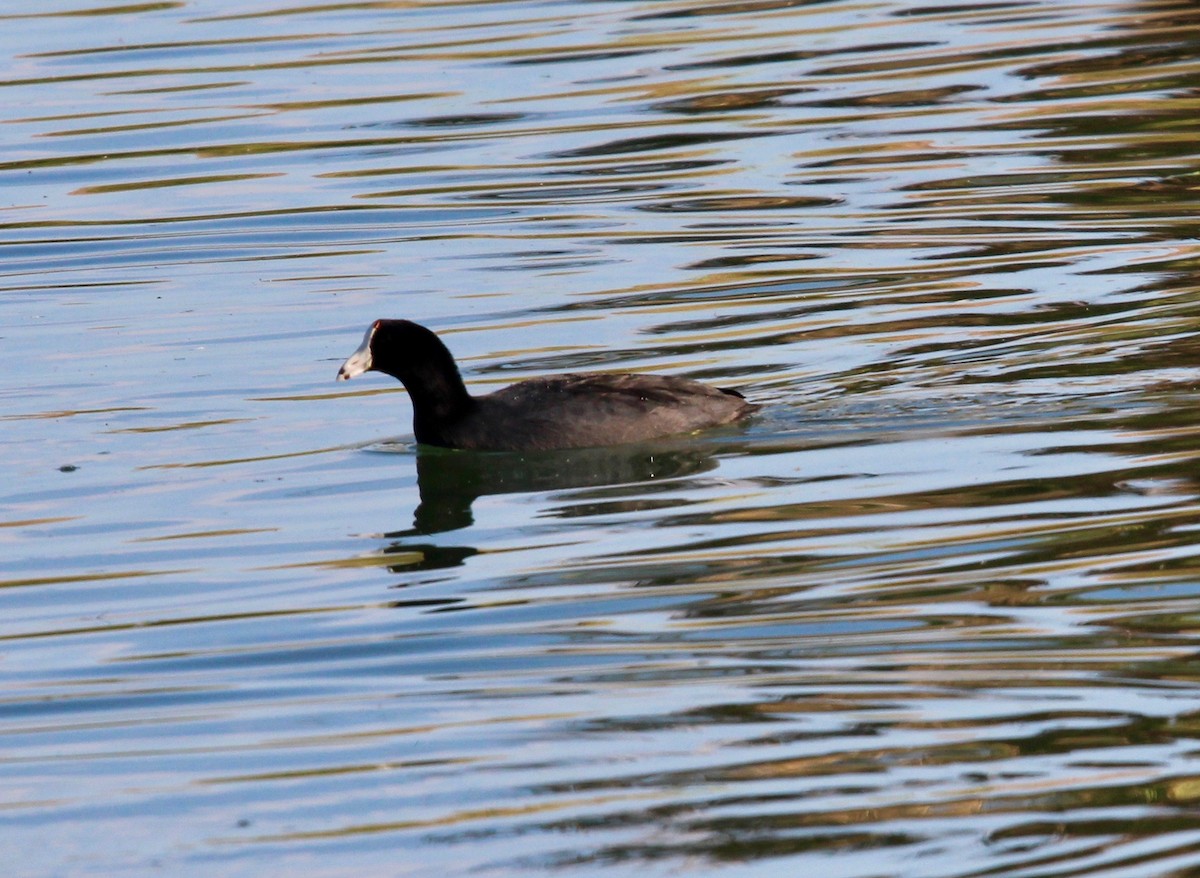 American Coot (Red-shielded) - ML39980331