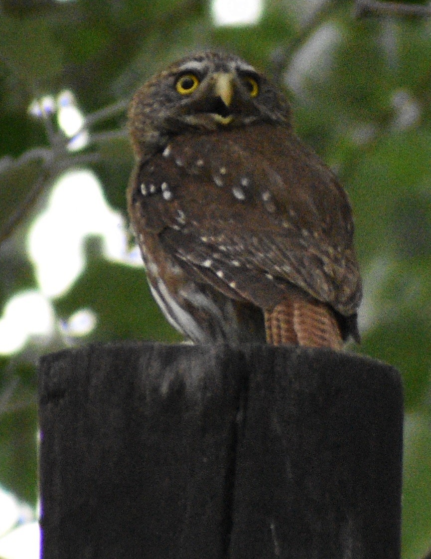 Austral Pygmy-Owl - ML399805511