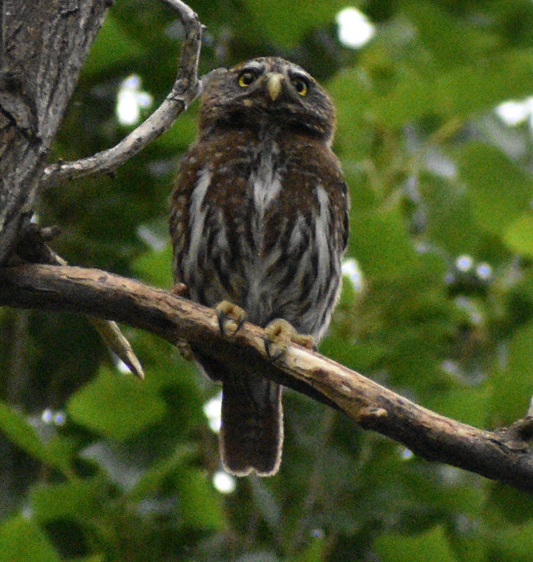 Austral Pygmy-Owl - ML399805521
