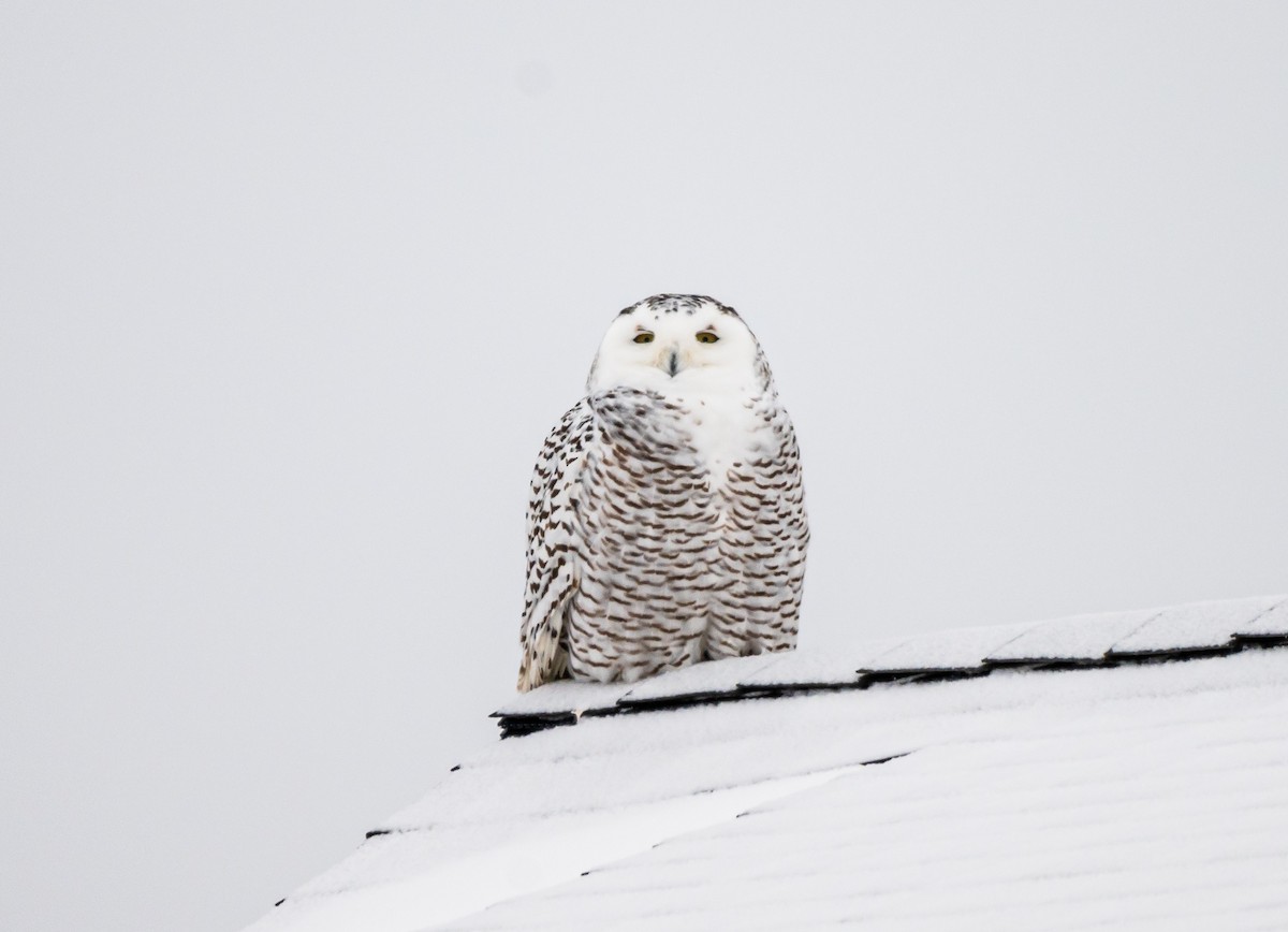Snowy Owl - ML399808111