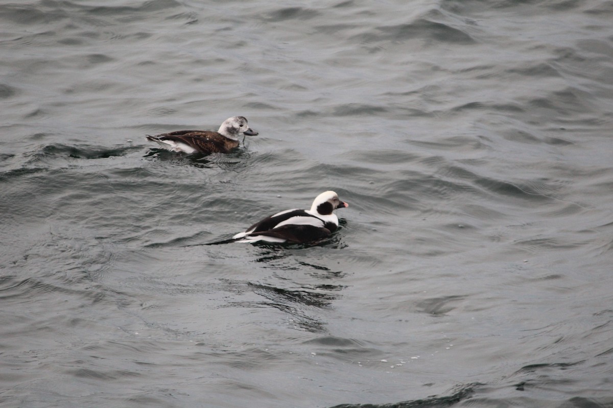 Long-tailed Duck - ML399812481