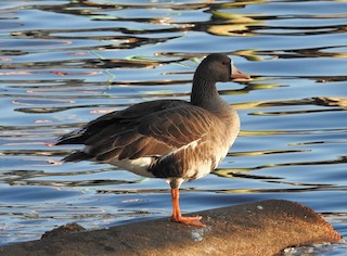 Greater White-fronted Goose, ML399815521