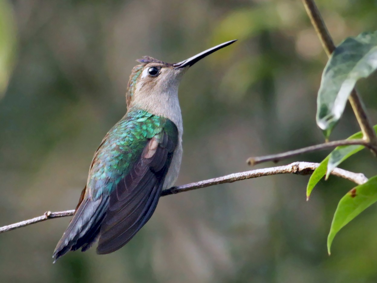 Wedge-tailed Sabrewing - Ian Davies