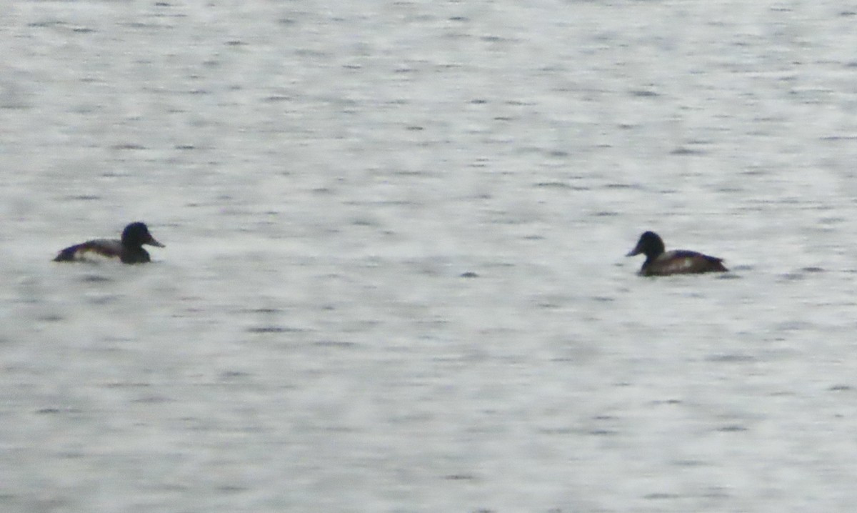 Greater Scaup - ML399819241