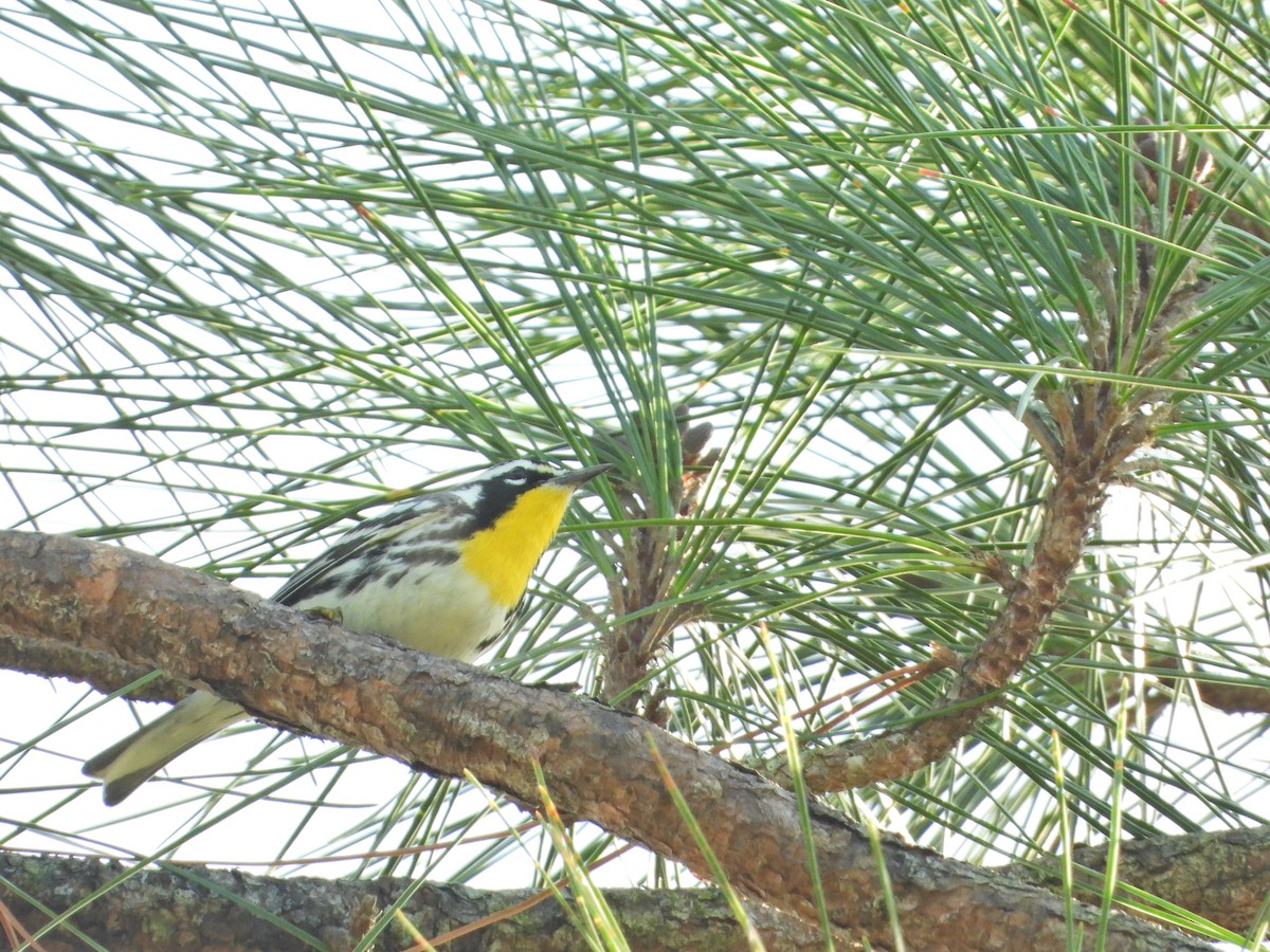 Yellow-throated Warbler - ML399820131
