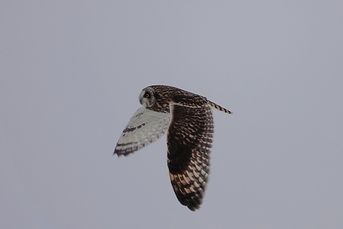 Short-eared Owl - Anonymous