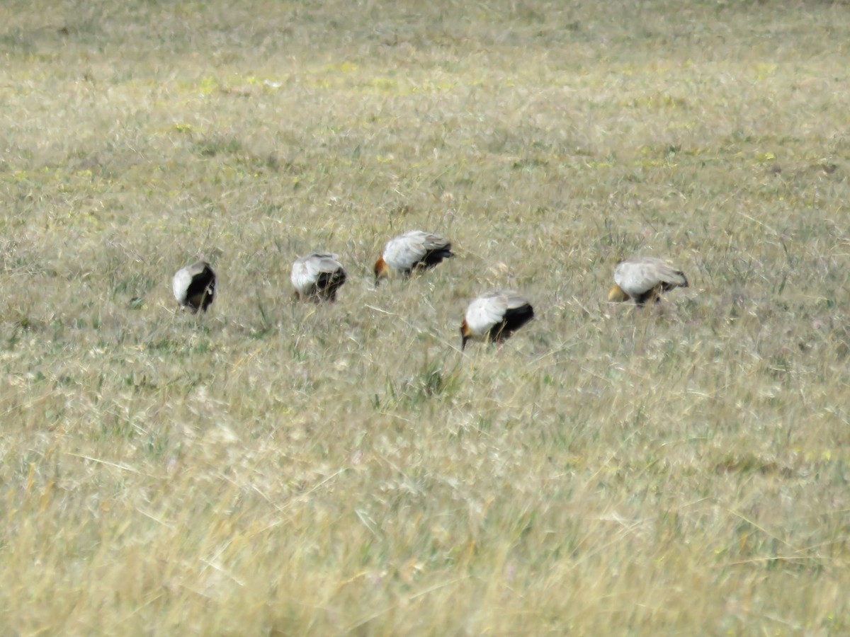 ibis šedokřídlý - ML399832611