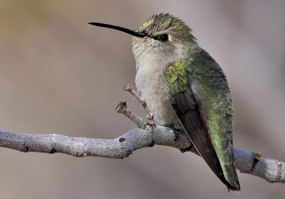 Costa's Hummingbird - Aidan Brubaker