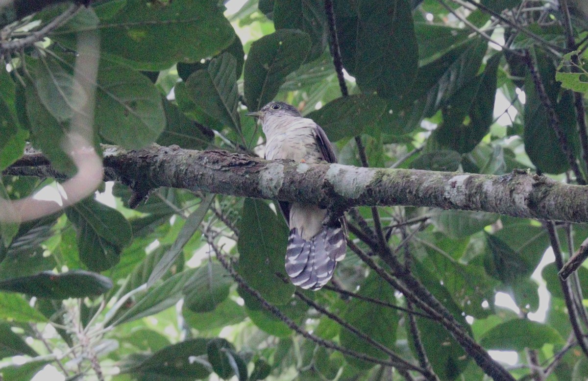 Olive Long-tailed Cuckoo - ML399845621