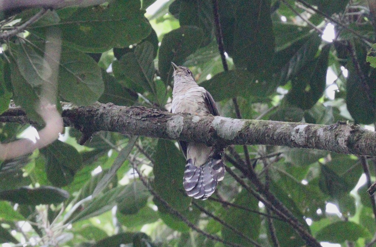 Olive Long-tailed Cuckoo - Wayne Paes
