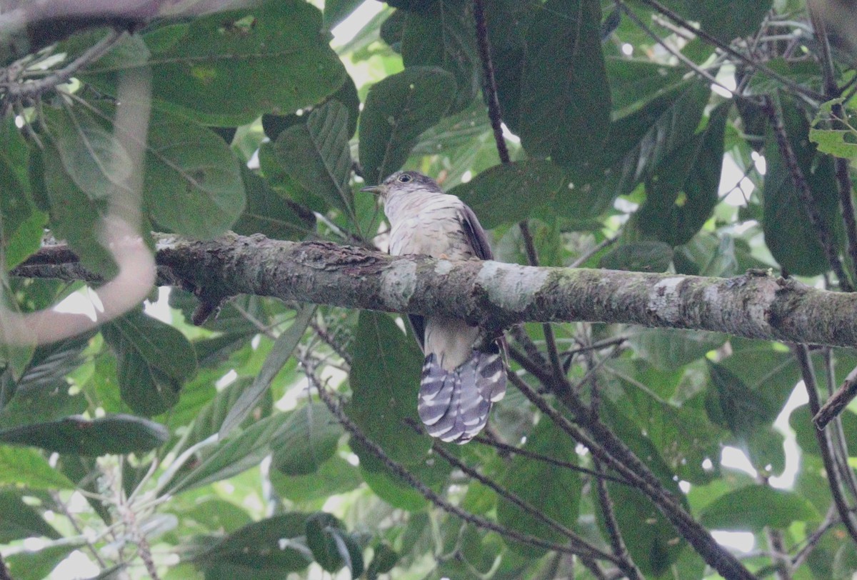 Olive Long-tailed Cuckoo - ML399845641