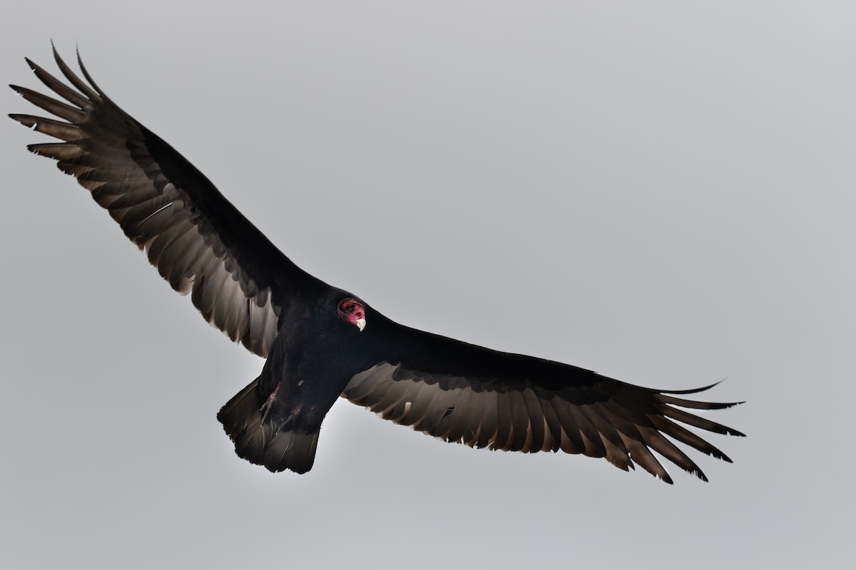 Turkey Vulture - ML399848731